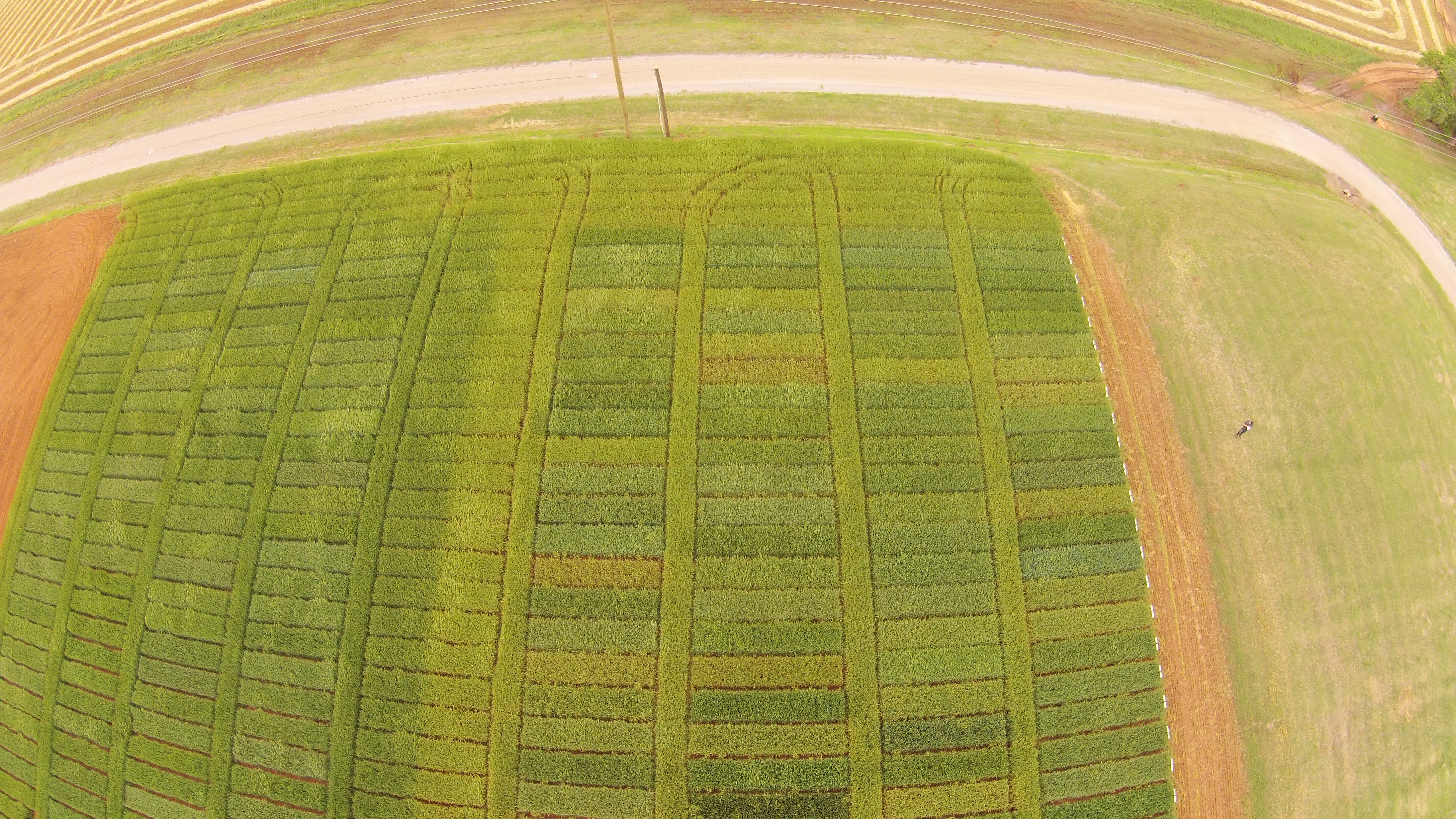 This overhead shot of the 2015 Chickasha intensive and standard wheat variety trials illustrates the severity of stripe rust in the region. The intensively managed trials on the left was treated with a fungicide just prior to heading. The standard trial on the right has the exact same varieties but no fungicide. The "middle" replication between the two studies is a border of Ruby Lee that is 1/2 treated 1/2 non treated. 