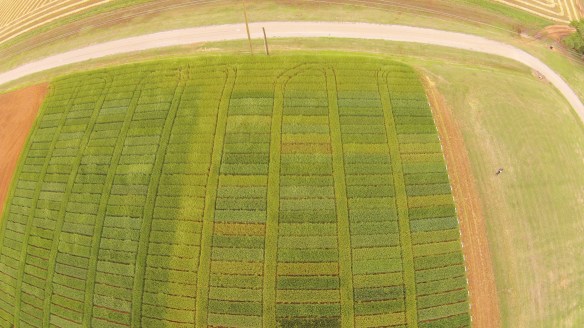 This overhead shot of the Chickasha intensive and standard wheat variety trials illustrates the severity of stripe rust in the region. The intensively managed trials on the left was treated with a fungicide just prior to heading. The standard trial on the right has the exact same varieties but no fungicide. The "middle" replication between the two studies is a border of Ruby Lee that is 1/2 treated 1/2 non treated. Photo courtesy Brian Arnall.