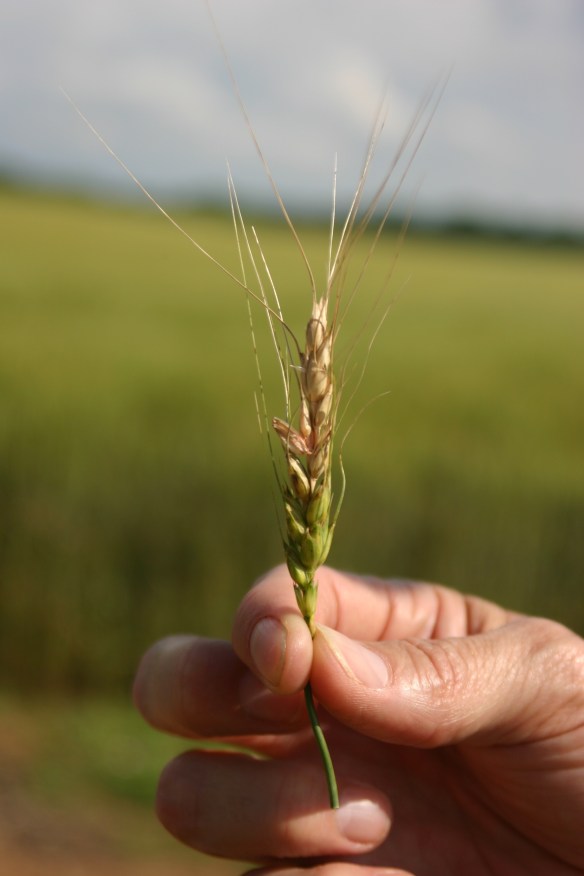 Fusarium head blight (head scab) can partially or completely infect wheat heads