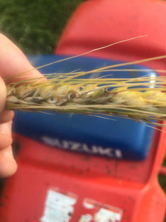 Wheat head army worm damage and a Suzuki 4-wheeler