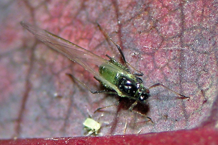 Winged bird cherry oat aphid