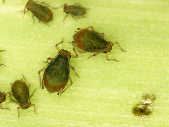 Bird cherry oat aphid