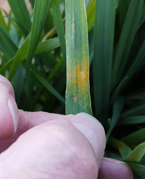 Stripe rust on Pete 03/04/2016