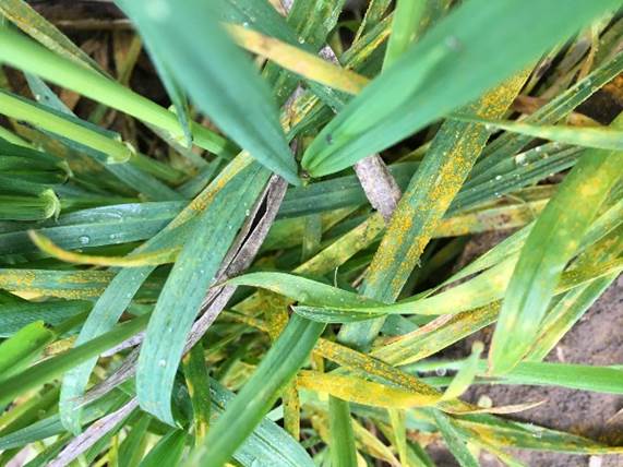 Stripe rust in Pete in Caddo County - photo courtesy David Nowlin