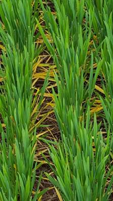 Yellowing in wheat at Kingfisher