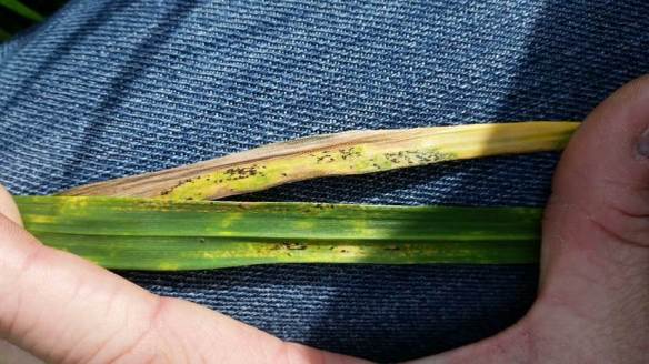 Telial/uredinial pustules of the stripe rust fungus. Zack Meyer; Extn Educator; Kingfisher Cnty