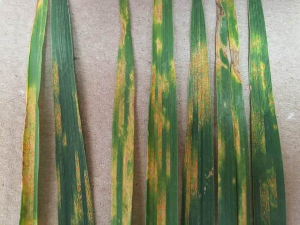 Photo credit:  Greg Highfill - Extn Educator; Woods Cnty in northern-central OK