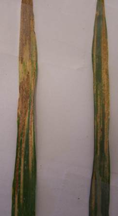 Survival spore stage of stripe rust