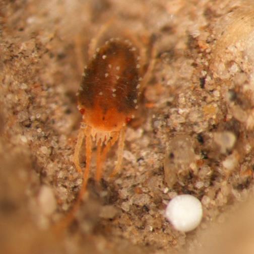 brown mite