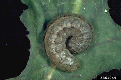fig 2 - cutworm on canola