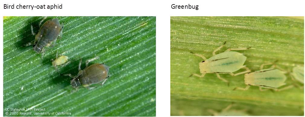 Greenbugs and Bird Cherry-Oat Aphids in Wheat: Decisions… | WORLD OF WHEAT