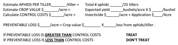 Greenbugs and Bird Cherry-Oat Aphids in Wheat: Decisions… | WORLD OF WHEAT