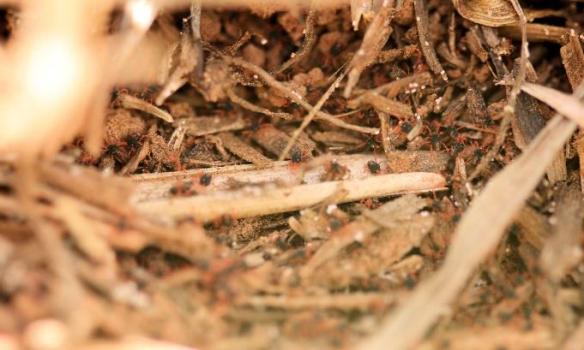 winter grain mite hiding in residue.jpg