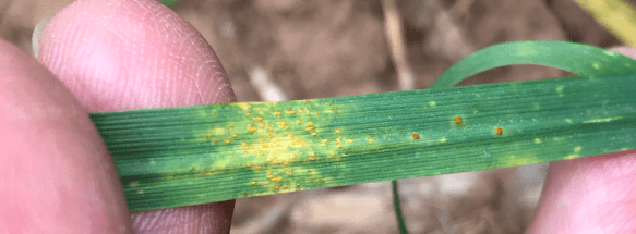 stripe and leaf rust